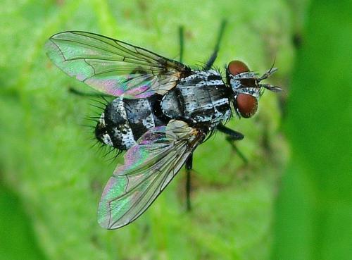 Nemorilla sp;